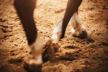 A horse trots through the arena, stepping with its hooves on the sand on a sunny day. Equestrian...