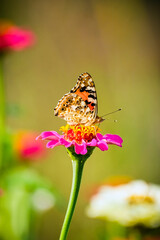 Butterfly on pink flower against blurry background