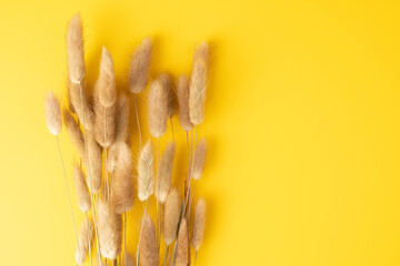 Natural dried hares tail grass bouquet on yellow background