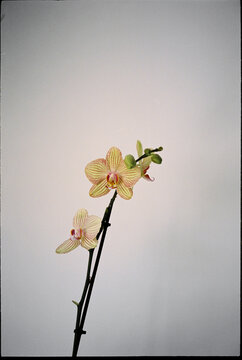 orchid