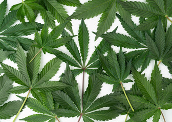 Fototapeta na wymiar Hemp cannabis isolated on white background