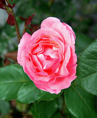 Pink-colored inflorescence of an ornamental plant called Róża, which grows on a square in Narzym in Masuria, Poland.