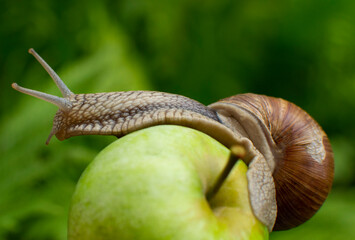A large snail walking into an apple