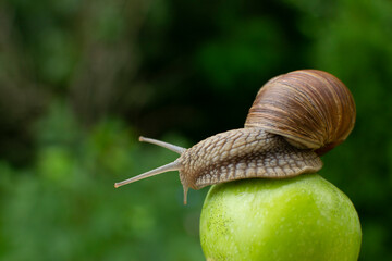 Snail with a beautiful must on an apple