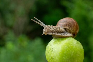 A large snail on an apple in the garden.