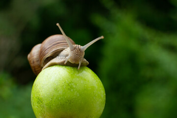 A funny snail with a beautiful must on an apple