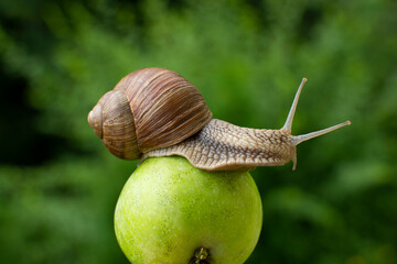A large snail on an apple in the garden.
