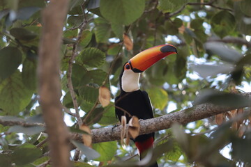 toucan in a tree with green and yellow leaves