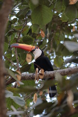 toucan in a tree with green and yellow leaves
