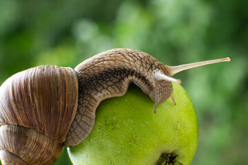 Macro snail on a green apple
