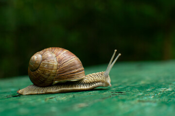 A slow snail walks the plank