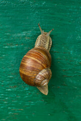 Snail on green background. View from above
