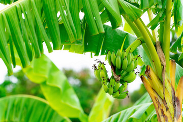 Obraz premium There are many banana trees in the fields that are full of green fruit in the atmosphere on a clear day.