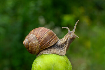 A funny snail on an apple