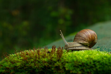 Beautiful snail on a garden background