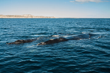 Sohutern right whales in the surface, endangered species, Peninsula Valdes, Chubut Province, Patagonia,Argentina