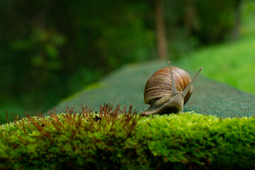 Funny snail on moss