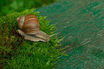 Snail on green background