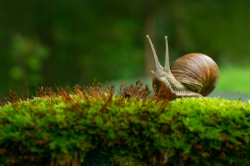 Snail on a garden background