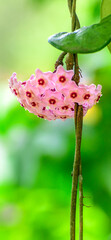 Pink hoya flowers, wax star-shaped beautiful hoya blossoms.
