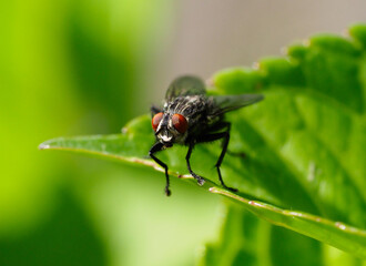 A horsefly seen in close-up resting on a leaf