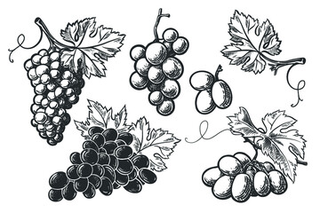 Set of grapes monochrome sketch. Vector set of sketch design elements,  isolated on white background. Vector hand drawn vintage engraving illustration for poster, label and menu shop