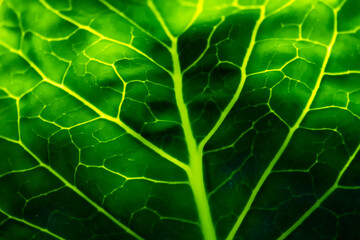Macrophotography. Green cabbage leaf with veins.