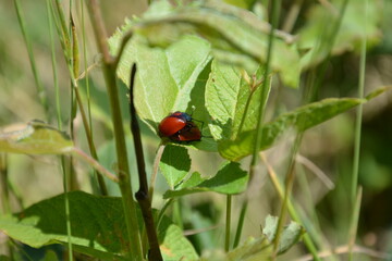 natura, lato, owady, liście, zieleń © Danuta