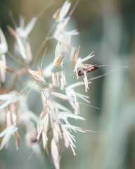 macro shot of a flower in Paris during summer