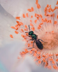 macro shot of a flower in Paris during summer