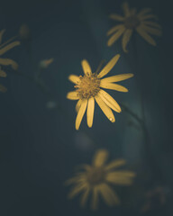 macro shot of a flower in Paris during summer