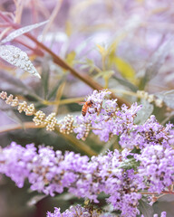 macro shot of a flower in Paris during summer