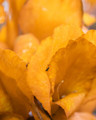macro shot of a flower in Paris during summer