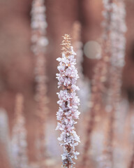 macro shot of a flower in Paris during summer