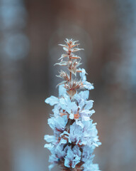 macro shot of a flower in Paris during summer