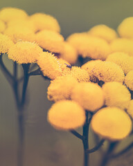 macro shot of a flower in Paris during summer