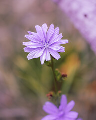macro shot of a flower in Paris during summer