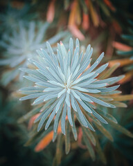 macro shot of a flower in Paris during summer