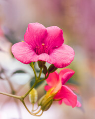 macro shot of a flower in Paris during summer