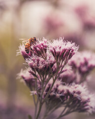 macro shot of a flower in Paris during summer