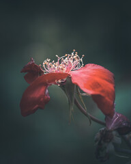 macro shot of a flower in Paris during summer