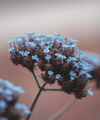 macro shot of a flower in Paris during summer