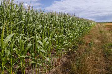 Corn field in a village in Masovia region of Poland