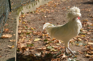 Polish chickens are bred primarily as a show bird, but were originally productive egg layers.