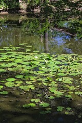 Quiet country lily pool basking in the bright summer sun.