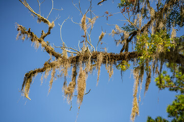 Large resolution photo of a mossy oak tree on blue sky