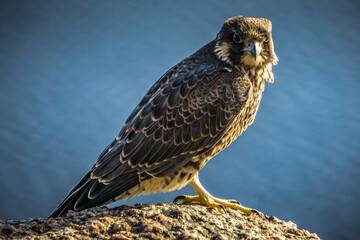 Juvenile peregrine falcon close up on Eucher hiking trail, in La Baie (Chicoutimi), Quebec (Canada)