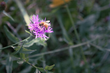 Bee Closeup Pollinating Purple Flower