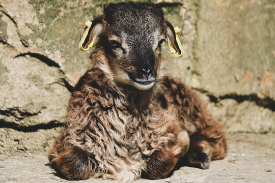 Portrait of an amazing cute goat baby on the stone