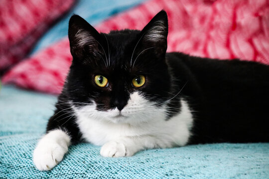 Portrait of an awesome gorgeous black white cat